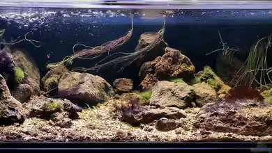 Moliwe River von Frank R.