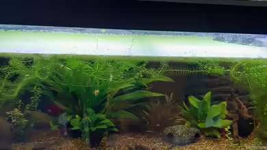 Mollys world von Ndovu80