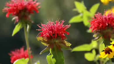 Monarda didyma im Garten pflanzen
