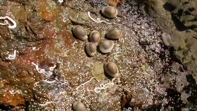 Monetaria annulus im Aquarium halten