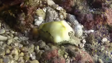 Monetaria moneta im Aquarium halten