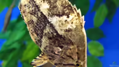 Monocirrhus polyacanthus im Aquarium halten