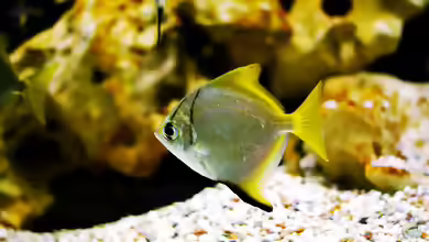 Monodactylus argenteus im Aquarium halten