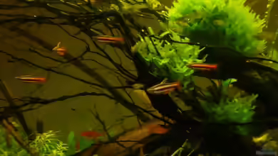 Monosolenium tenerum im Aquarium pflanzen