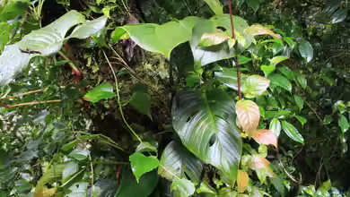 Monstera adansonii im Garten pflanzen