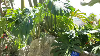 Monstera deliciosa im Garten pflanzen