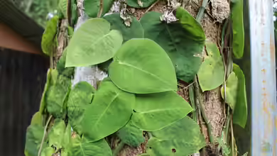 Monstera dubia im Garten pflanzen