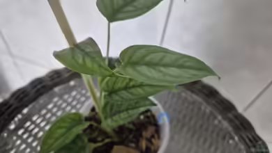 Monstera siltepecana im Garten pflanzen