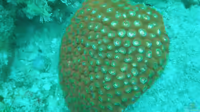 Montastraea cavernosa im Aquarium halten