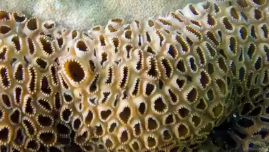 Montastrea curta im Aquarium halten