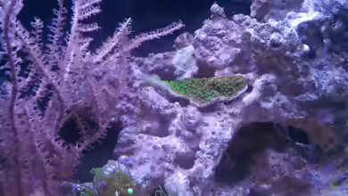Montipora australiensis im Aquarium halten