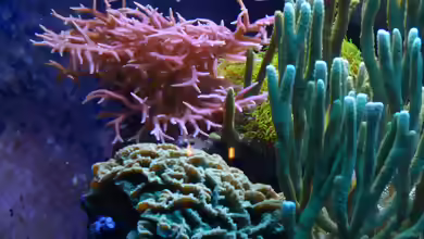 Montipora cactus im Aquarium halten