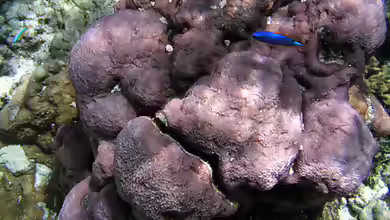 Montipora caliculata im Aquarium halten