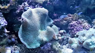 Montipora capricornis im Aquarium halten