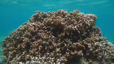 Montipora circumvallata im Aquarium halten