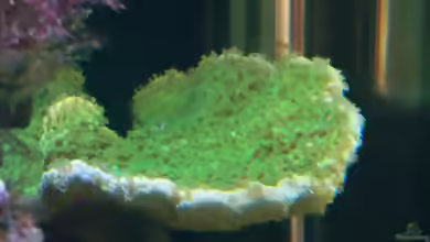 Montipora confusa im Aquarium halten
