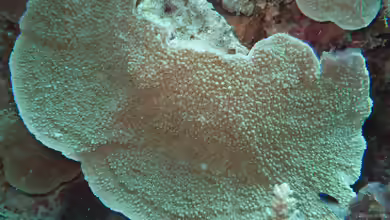 Montipora danae im Aquarium halten