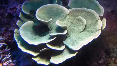 Montipora delicatula im Aquarium halten