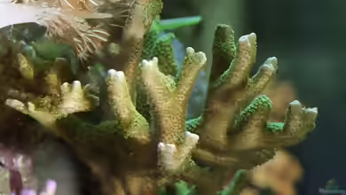 Montipora digitata im Aquarium halten