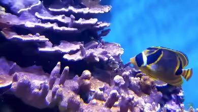Montipora dilatata im Aquarium halten