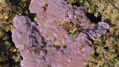 Montipora flabellata im Aquarium halten