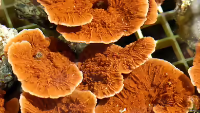 Montipora florida im Aquarium halten