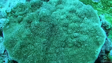 Montipora foveolata im Aquarium halten