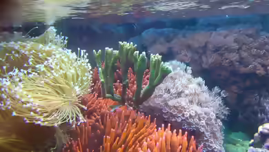Montipora gaimardi im Aquarium halten