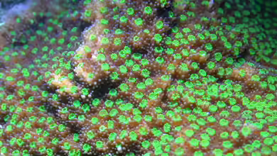 Montipora grisea im Aquarium halten