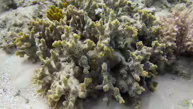 Montipora hispida im Aquarium halten