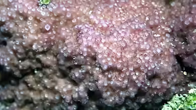 Montipora hoffmeisteri im Aquarium halten