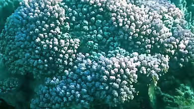 Montipora informis im Aquarium halten
