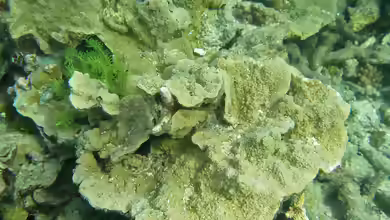 Montipora monasteriata im Aquarium halten
