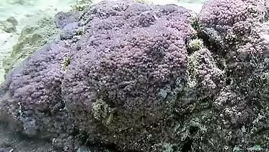 Montipora nodosa im Aquarium halten