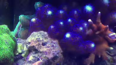 Montipora samarensis im Aquarium halten