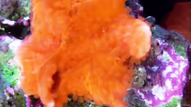 Montipora setosa im Aquarium halten