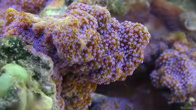 Montipora tuberculosa im Aquarium halten