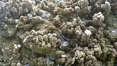 Montipora turtlensis im Aquarium halten