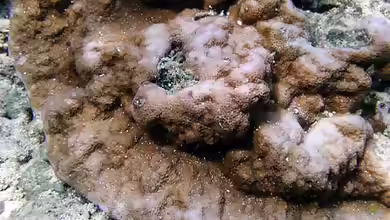 Montipora venosa im Aquarium halten