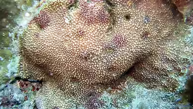 Montipora verrucosa im Aquarium halten