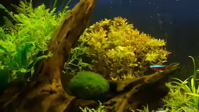 Mooreiche als Deko im Aquarium