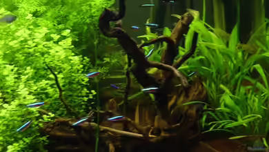 Moorkienholz als Deko im Aquarium