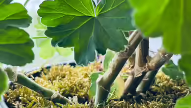 Moos als natürliche Abdeckung für die Erde von Zimmerpflanzen