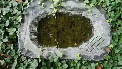 Moosschale statt Vogelbad - Die wohl einfachste Wasserstelle für Insekten