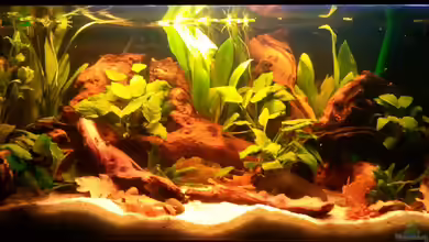 Mopani Holz im Aquarium – Biologische Filterung und stabiles Nährstoffmanagement