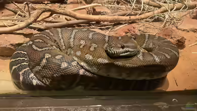 Morelia bredli im Terrarium halten