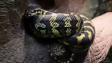 Morelia spilota im Terrarium halten