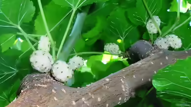 Morus alba im Garten pflanzen