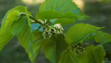 Morus nigra im Garten pflanzen