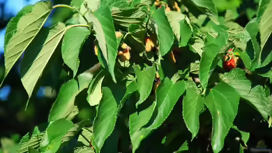 Morus rubra im Garten pflanzen
